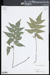 Adiantum petiolatum image