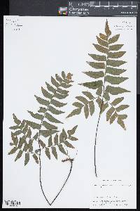 Adiantum petiolatum image