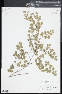 Adiantum poiretii image