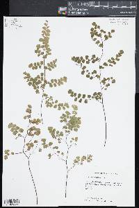 Adiantum raddianum image