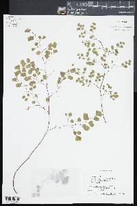 Adiantum raddianum image