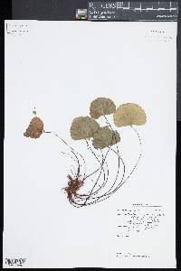 Adiantum reniforme image