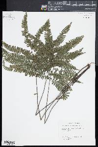 Adiantum serratodentatum image