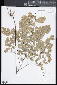 Adiantum tenerum image