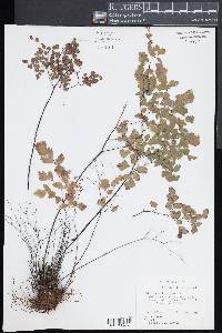 Adiantum tenerum image