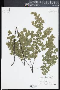 Adiantum tenerum image