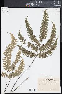 Adiantum tetraphyllum image