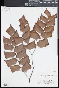 Adiantum trapeziforme image