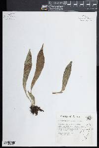 Antrophyum formosanum image