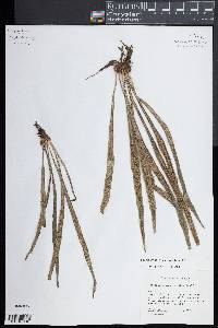 Polytaenium lineatum image