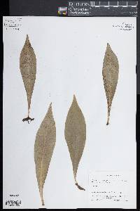 Ananthacorus angustifolius image