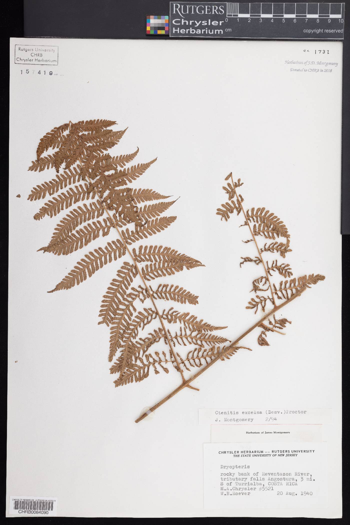 Ctenitis excelsa image