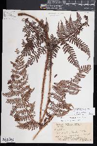 Dryopteris rubiginosa image
