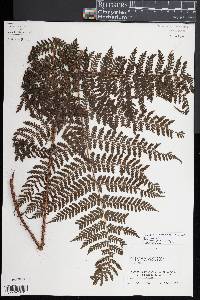 Dryopteris rubiginosa image