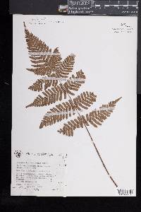 Dryopteris caudipinna image