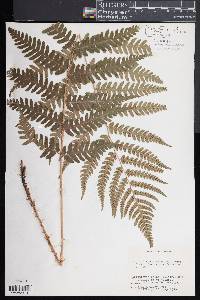 Dryopteris celsa image