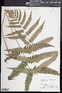 Dryopteris celsa image