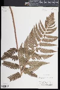 Dryopteris celsa image