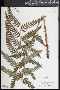 Dryopteris celsa image