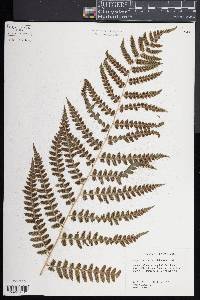 Dryopteris celsa image