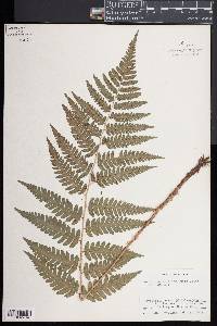 Dryopteris celsa image