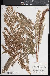 Dryopteris celsa image