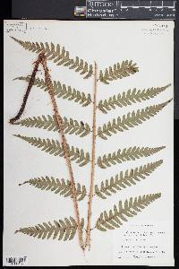 Dryopteris celsa image