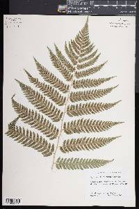 Dryopteris celsa image