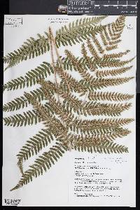 Dryopteris celsa image