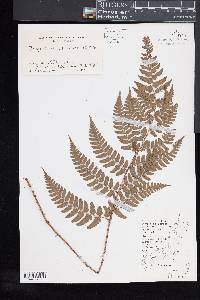 Dryopteris championii image