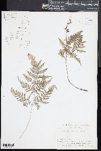 Dryopteris chinensis image