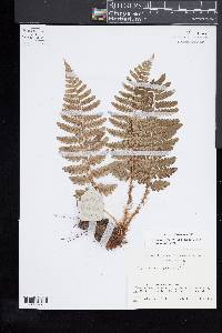 Dryopteris chrysocoma image