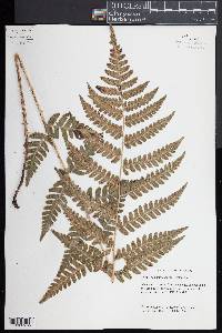 Dryopteris clintoniana image