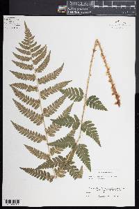 Dryopteris clintoniana image