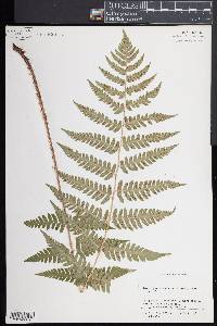 Dryopteris clintoniana image