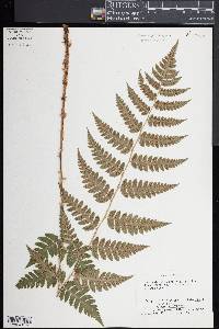 Dryopteris clintoniana image