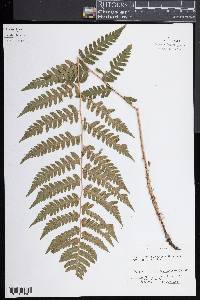 Dryopteris clintoniana image