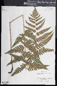 Dryopteris clintoniana image