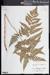 Dryopteris clintoniana image