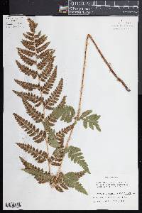 Dryopteris clintoniana image