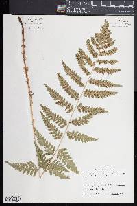 Dryopteris clintoniana image