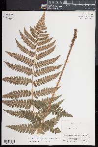 Dryopteris clintoniana image