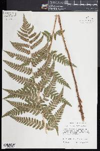 Dryopteris clintoniana image