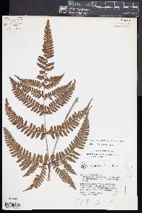 Dryopteris formosana image
