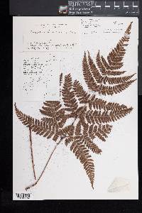 Dryopteris formosana image