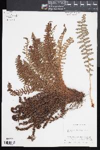 Dryopteris fragrans image