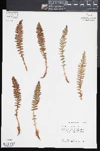 Dryopteris fragrans image