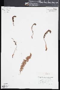 Dryopteris fragrans image