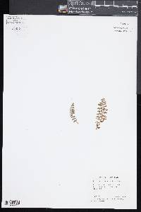 Dryopteris fragrans image