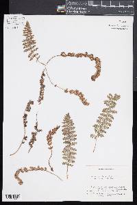 Dryopteris fragrans image